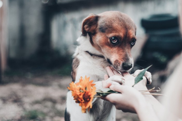 上目遣いで不安そうな表情の犬、オレンジの花