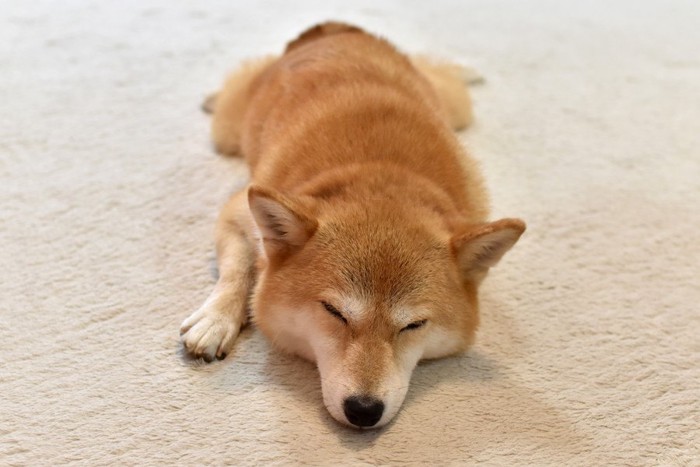 床に寝そべる柴犬
