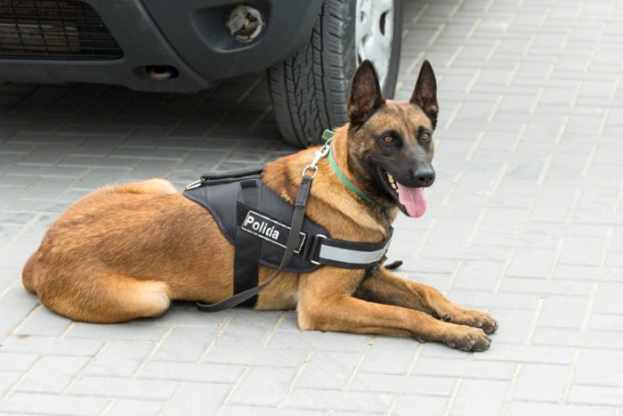 警察犬のハーネスを着けたベルジアンマリノア
