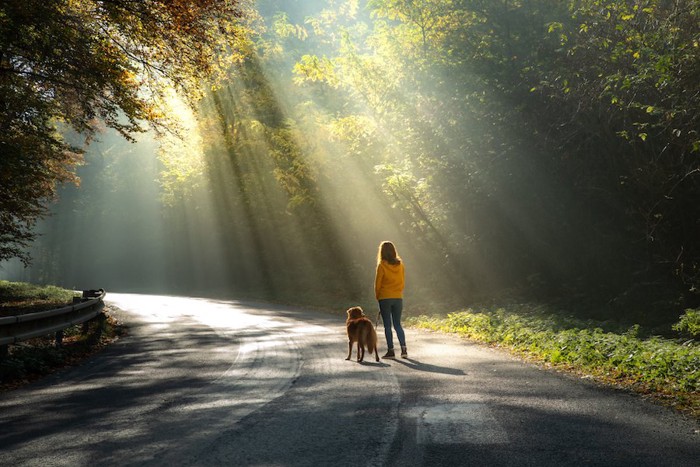 涼しそうな日陰を散歩する犬と飼い主