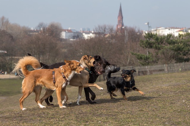 グループで遊ぶ犬たち
