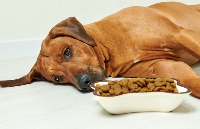 ご飯の横で寝そべる大型犬