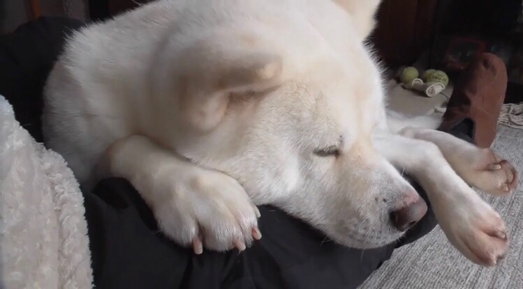 パパさんの膝の上で寝る秋田犬
