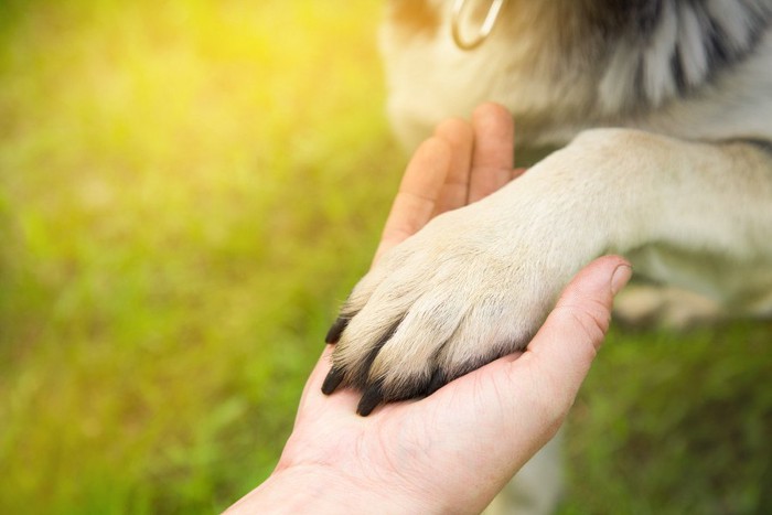 犬の手と人の手