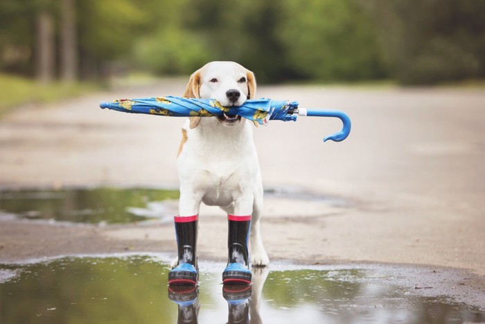 レインブーツを履き傘を持つ犬