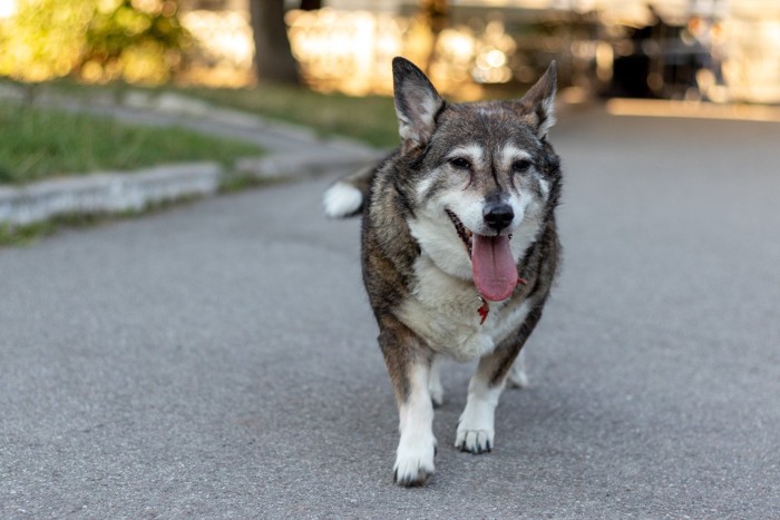 散歩する高齢犬
