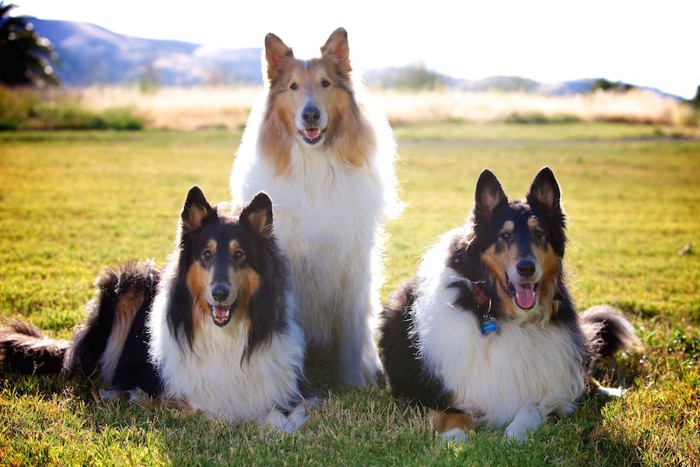 芝生でくつろぐ三匹のコリー犬