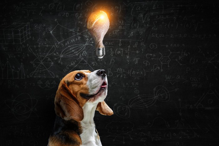 黒板の前で電球を見つめる犬