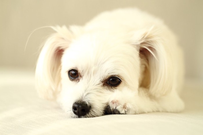 白い垂れ耳の犬の顔のアップ