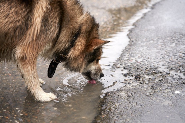 水たまりの水を飲む犬