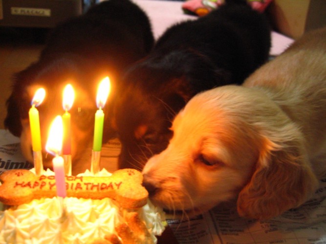 誕生日ケーキと子犬達