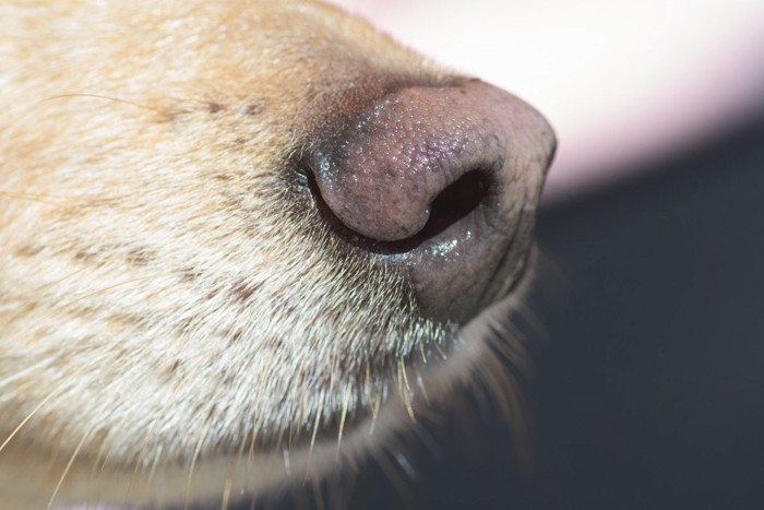 犬の鼻先