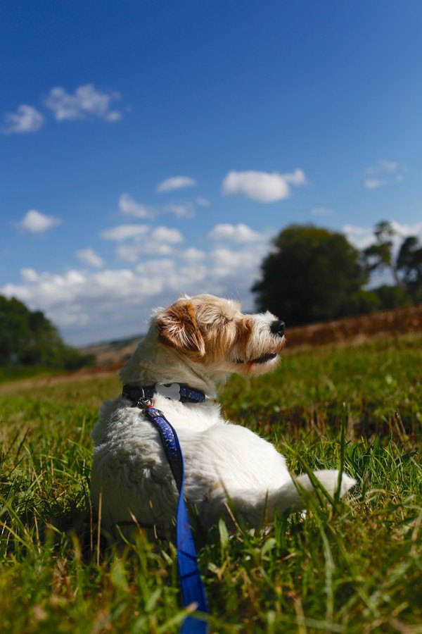 晴れの日に芝生で休む犬