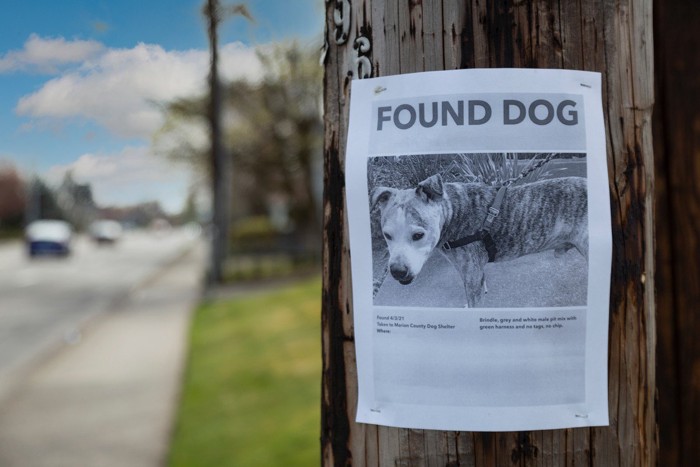 迷子の犬のポスター