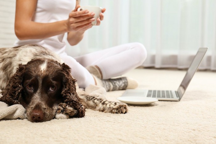 床でパソコンを広げている飼い主の隣でお尻を向けて伏せている犬