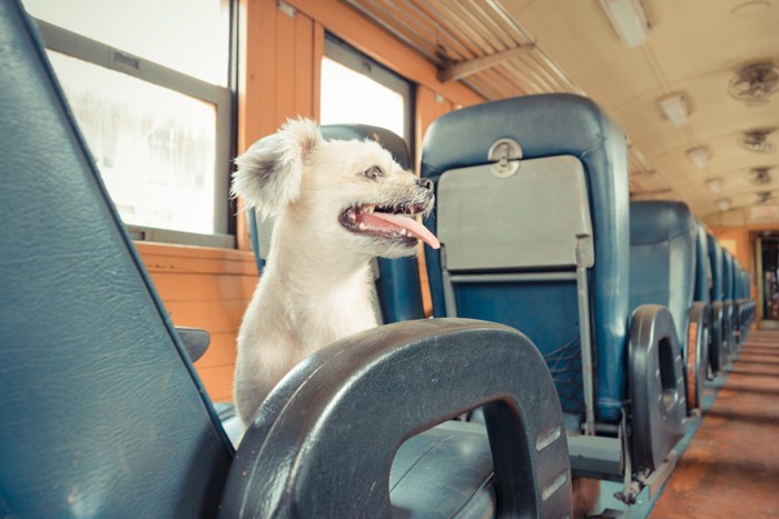 電車に乗る犬
