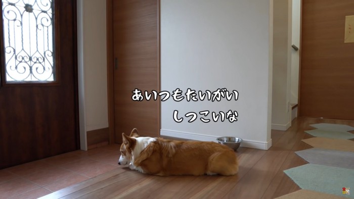 玄関で寝る犬