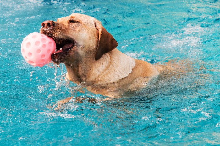 プールでボール遊びをする犬