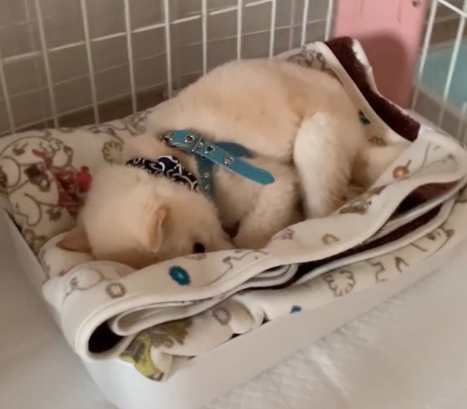 ベッドに寝転ぶ柴犬の子犬