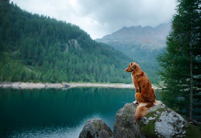 石の上に座る犬