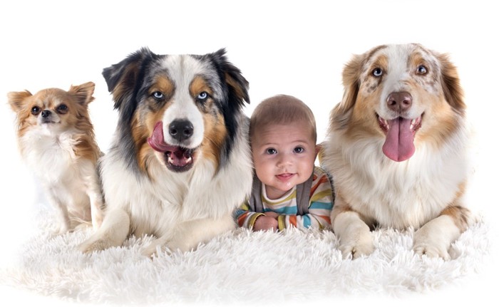 赤ちゃんと3匹の犬