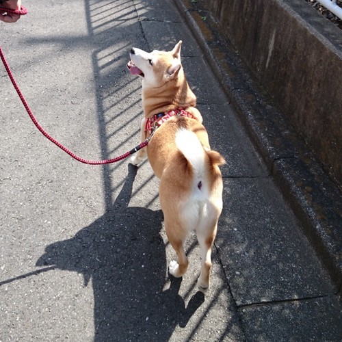 散歩する柴犬