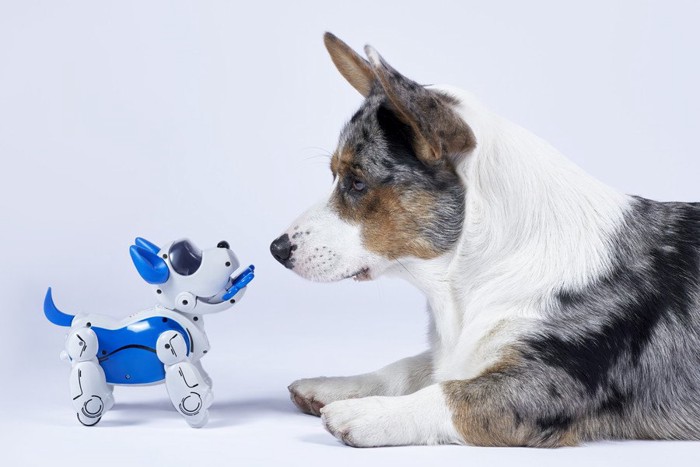 ロボット犬とコーギー