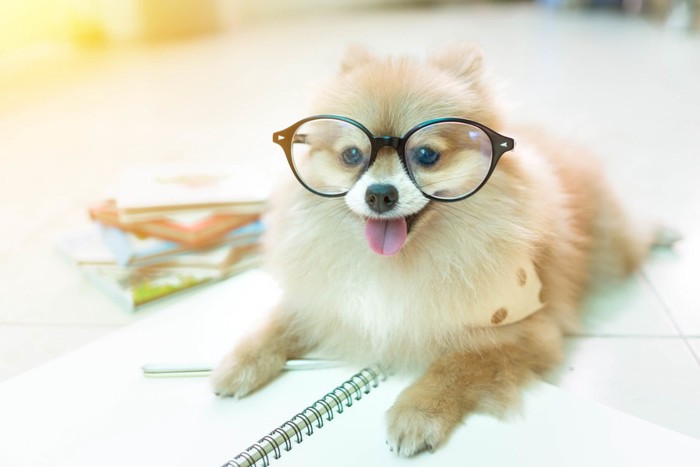 眼鏡をかけて考える犬