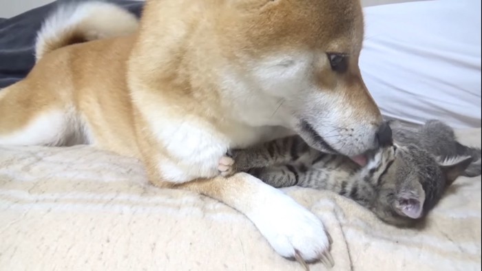 子猫を舐める柴犬
