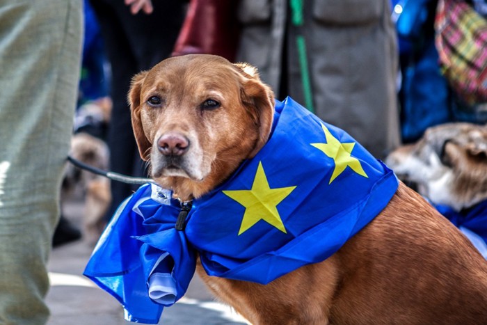 EU旗を巻いた犬