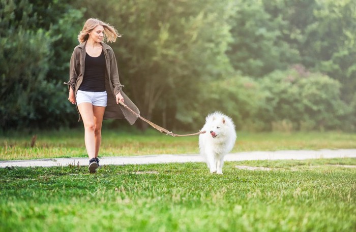 散歩する女性とサモエド犬