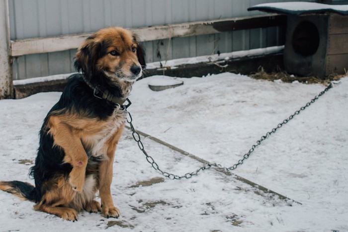 雪の日に外に繋がれている犬