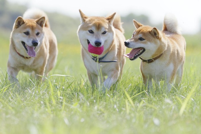 ボール遊びをする三頭の柴犬