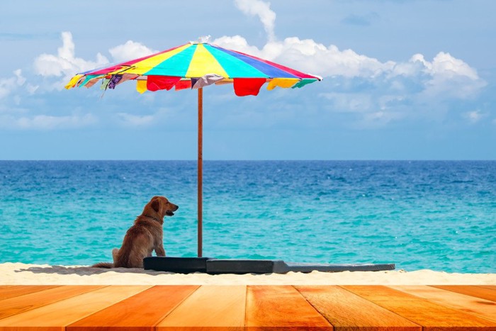 海辺でパラソルの下で座る犬