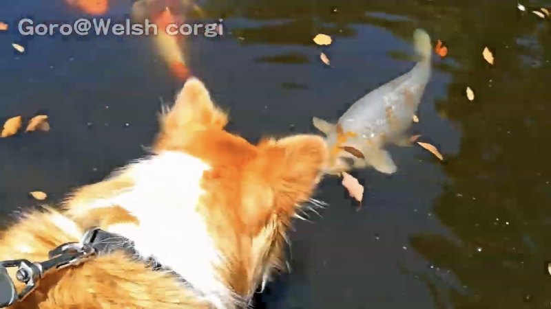 犬と鯉