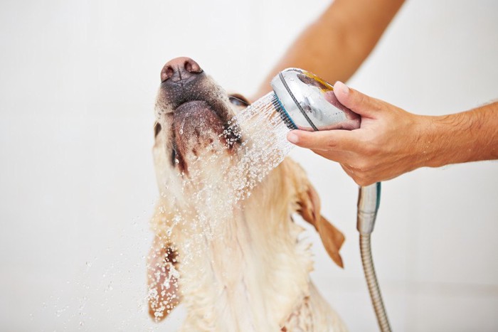 シャワー中の犬