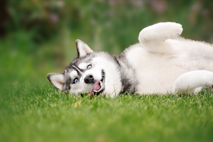 芝生の上でお腹を出している犬