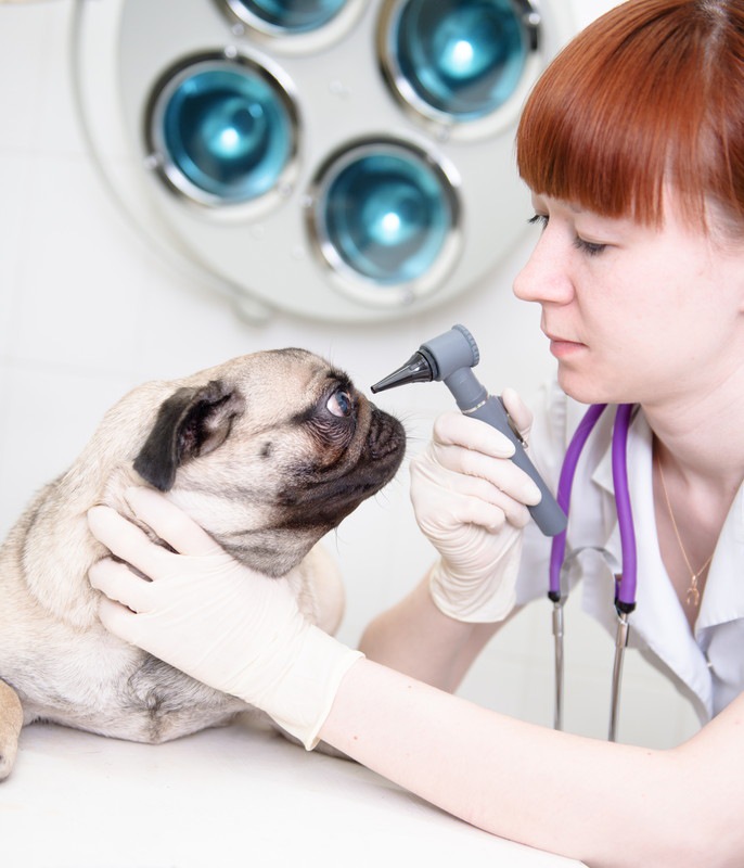 犬の目の診察