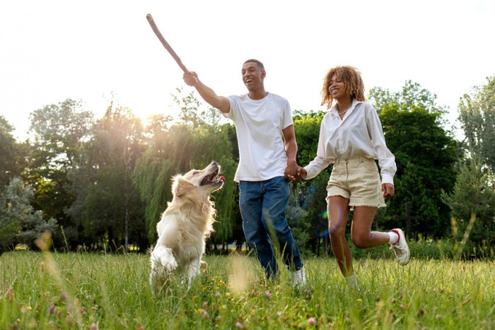 草むらで木の棒を使って遊ぶ犬とカップル