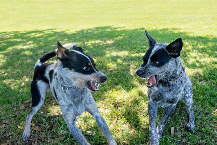 喧嘩する芝生の上の2頭の犬