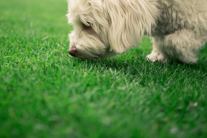 芝生のニオイを嗅ぐ犬