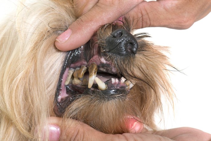 歯石がついた歯をチェックされている犬