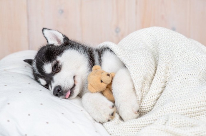 お布団で眠るハスキーの子犬