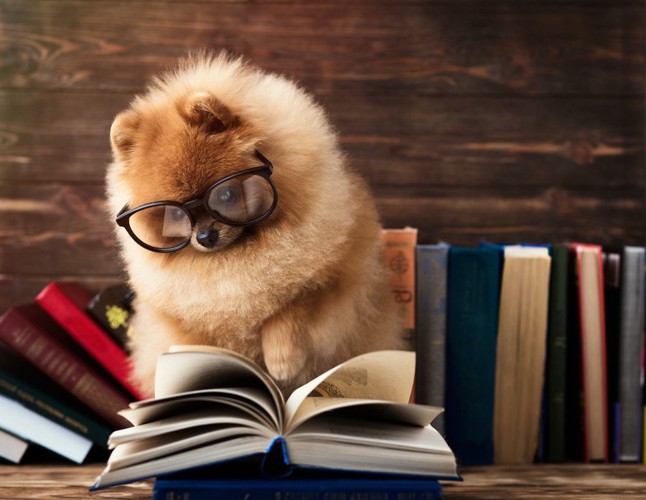 メガネをかけて、本を読む犬