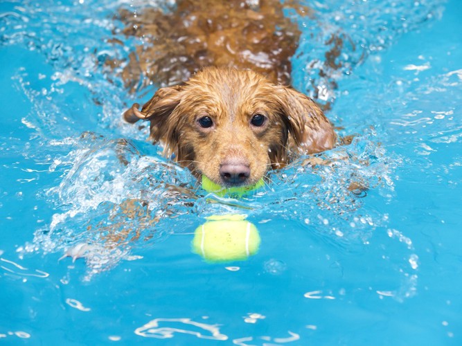 プールの中でボールをくわえて泳ぐ犬