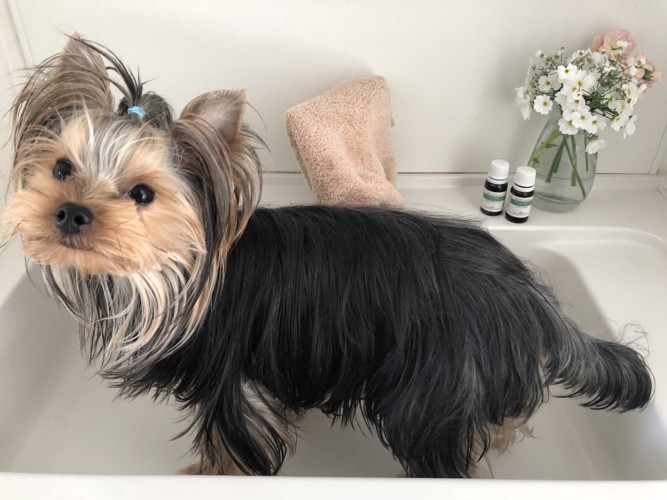 洗面台で足湯をする犬