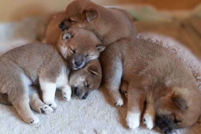 兄弟で一緒に眠る柴犬の子犬たち