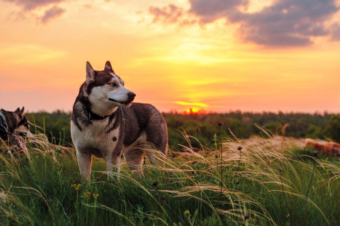 ハスキー犬と夕陽