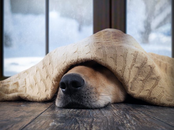 毛布をかぶって寒そうにしている犬