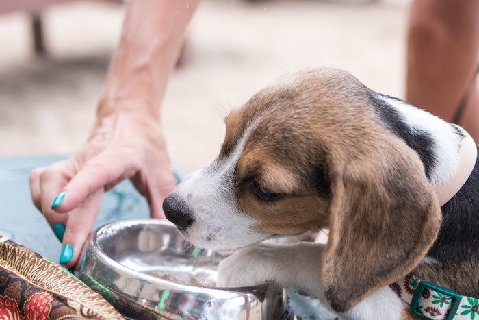 ステンレスのボウルで水を飲む犬